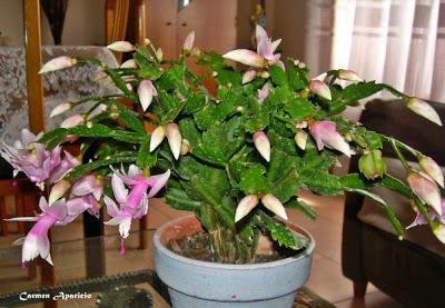 Decora tu casa con flores