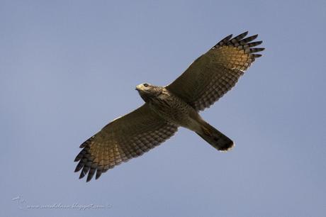 Taguató común (Roadside Hawk) Rupornis magnirostris