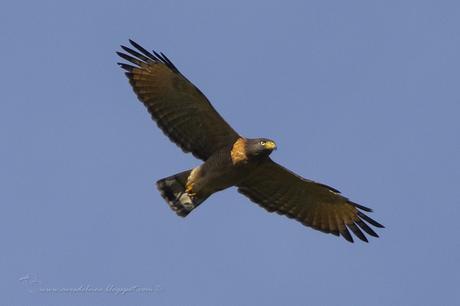 Taguató común (Roadside Hawk) Rupornis magnirostris