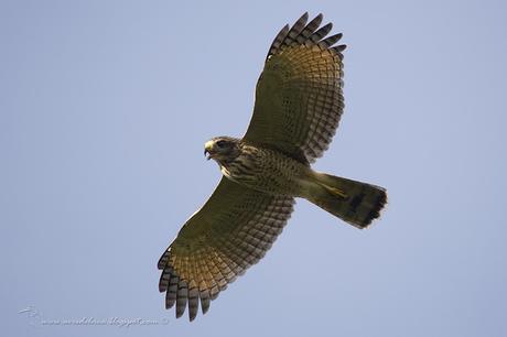 Taguató común (Roadside Hawk) Rupornis magnirostris