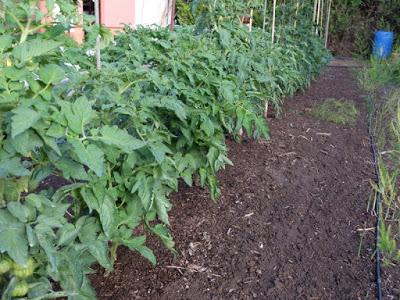 TOMATES 2017, COMIENZAN A MADURAR