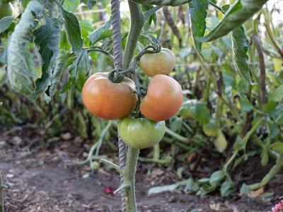 TOMATES 2017, COMIENZAN A MADURAR