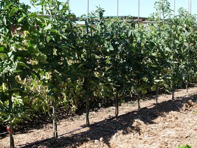 TOMATES 2017, COMIENZAN A MADURAR