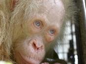VIDEO: Buscan nombre para orangután albino Indonesia