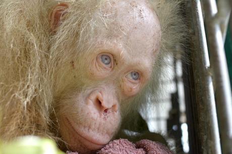 VIDEO: Buscan nombre  para un orangután albino en Indonesia