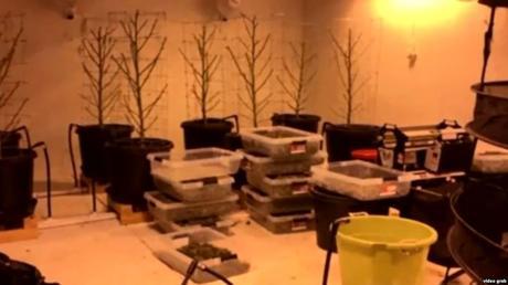 Detienen a grupo de cubanos por cultivo ilegal de marihuana en Colorado