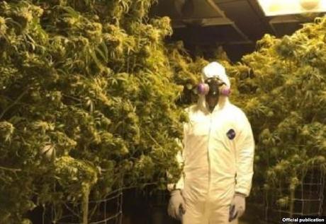 Detienen a grupo de cubanos por cultivo ilegal de marihuana en Colorado