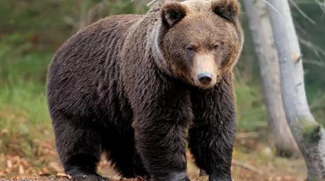 El asombroso descubrimiento sobre cómo se comunican los osos #Animales