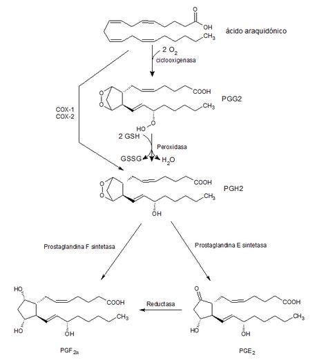 esquema básico de formación de dos prostaglandinas