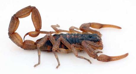 Scorpiones o Alacran