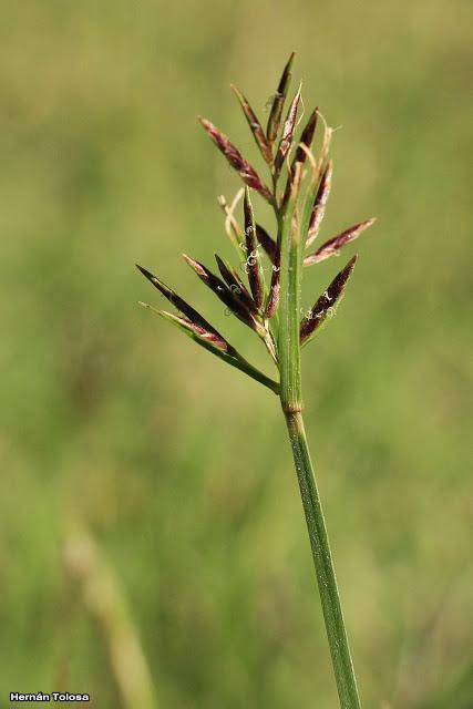 Juncia real (Cyperus rotundus)