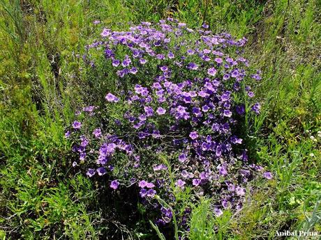 (Nierembergia linariefolia)