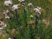 (Stevia satureiifolia)
