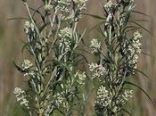 (Buddleja thyrsoides)