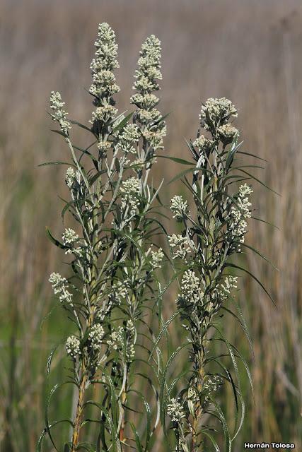 (Buddleja thyrsoides)