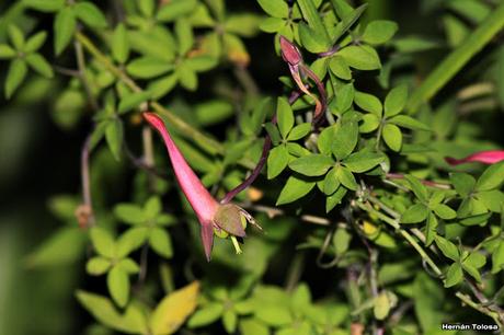 Flor de pitito (Tropaeolum pentaphyllum)
