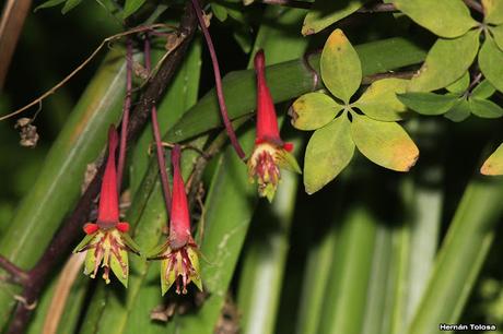 Flor de pitito (Tropaeolum pentaphyllum)