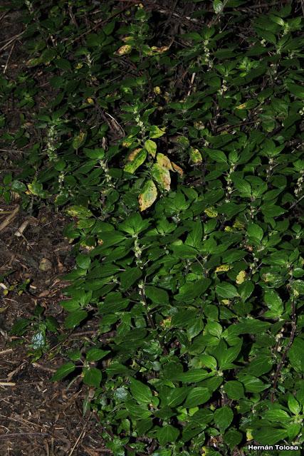 Ocucha (Parietaria debilis)