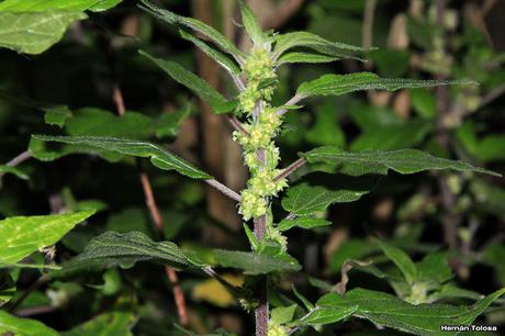 Ocucha (Parietaria debilis)