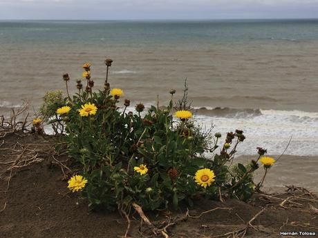 Melosa (Grindelia chiloensis)