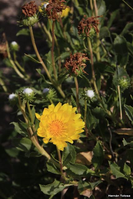 Melosa (Grindelia chiloensis)