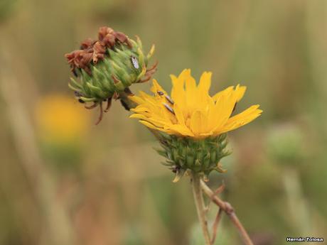 Melosa (Grindelia chiloensis)