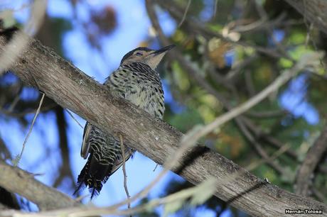 Carpintero pitío (Colaptes pitius)