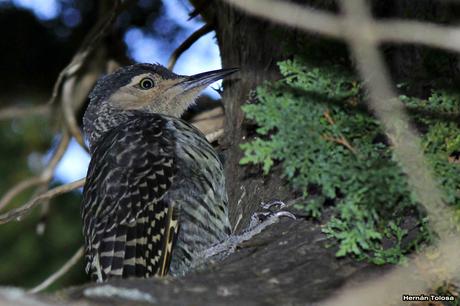 Carpintero pitío (Colaptes pitius)