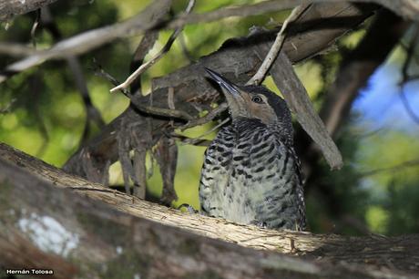 Carpintero pitío (Colaptes pitius)