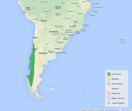 Carpintero pitío (Colaptes pitius)