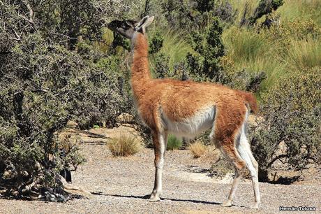 Guanaco (Lama guanicoe)