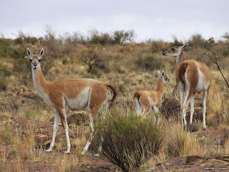 Guanaco (Lama guanicoe)
