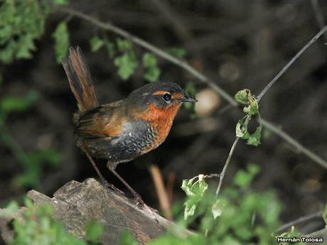 Chucao (Scelorchilus rubecula)