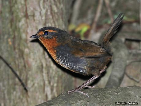Chucao (Scelorchilus rubecula)