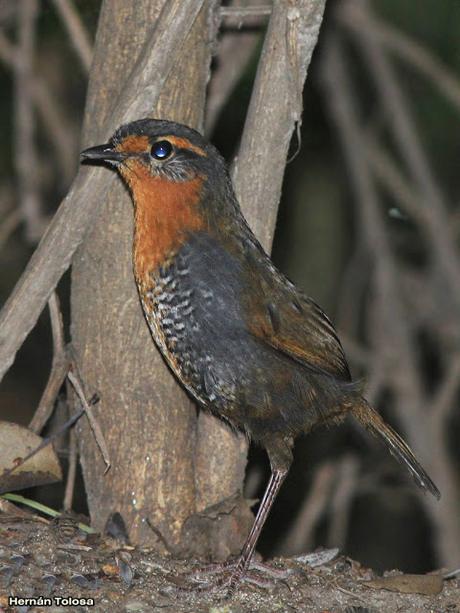 Chucao (Scelorchilus rubecula)