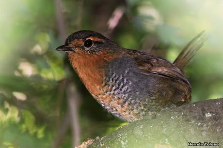 Chucao (Scelorchilus rubecula)