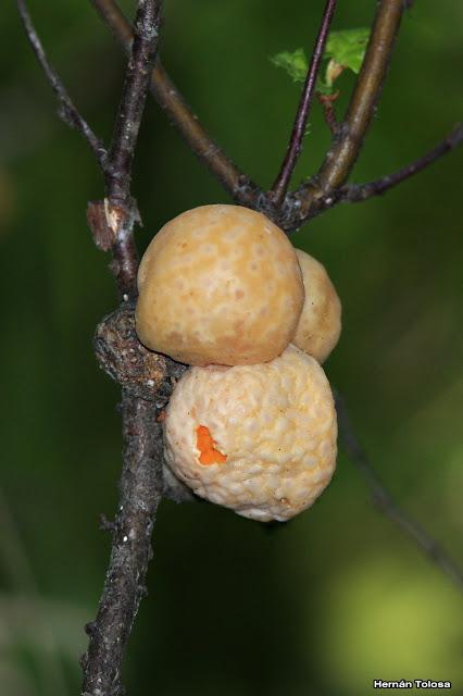 Llao-llao (Cyttaria harioti)