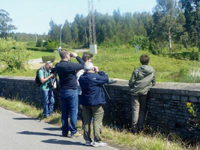 Cigüeña, alcotán y otras con SEO Asturias