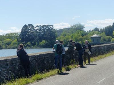 Cigüeña, alcotán y otras con SEO Asturias