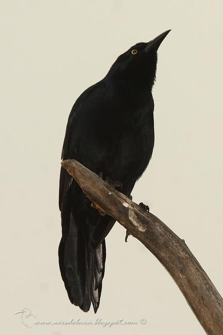 Chichinguaco (Greater Antillean Grackle) Quiscalus niger