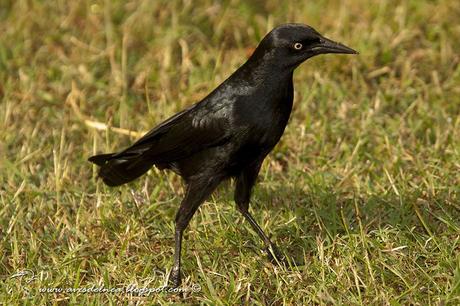 Chichinguaco (Greater Antillean Grackle) Quiscalus niger