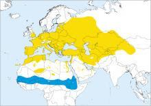 Réquiem por una especie: la tórtola