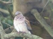 Réquiem especie: tórtola