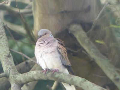 Réquiem por una especie: la tórtola