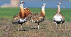 ¿Qué significado tiene soñar con una avutarda? ¿Qué significado tiene soñar con una avutarda?