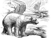 Nuevo Bestiario Mythic Iceland: Rautkinn Fjörulalli