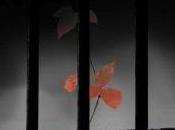 Reseña olvidado Casado