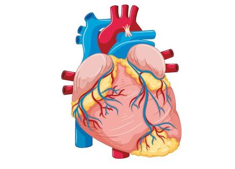 Síndrome de taquicardia postural ortostática (STPO)