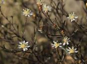 (Gutierrezia gilliesii)