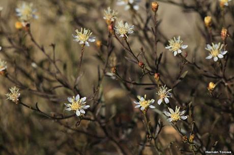 (Gutierrezia gilliesii)